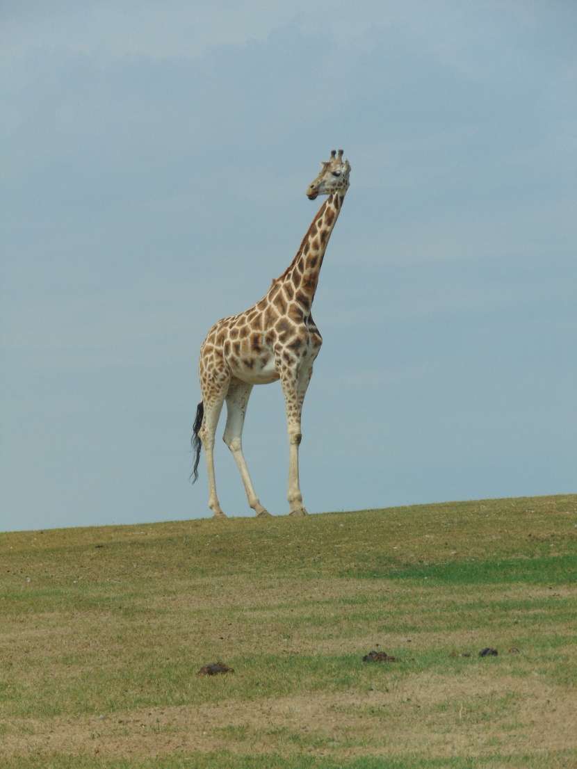 世界最高動物長頸鹿圖片