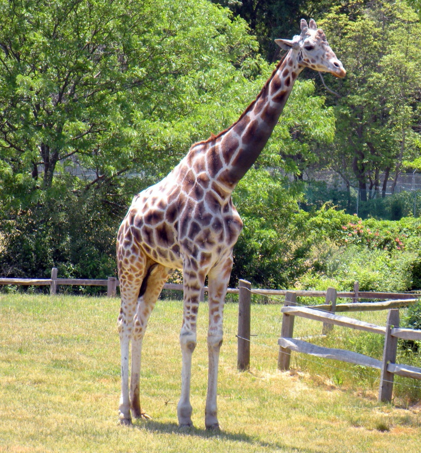 世界最高動物長頸鹿圖片