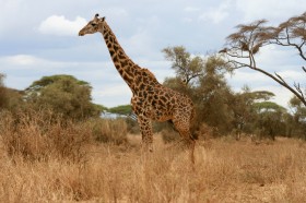 世界最高動物長頸鹿圖片