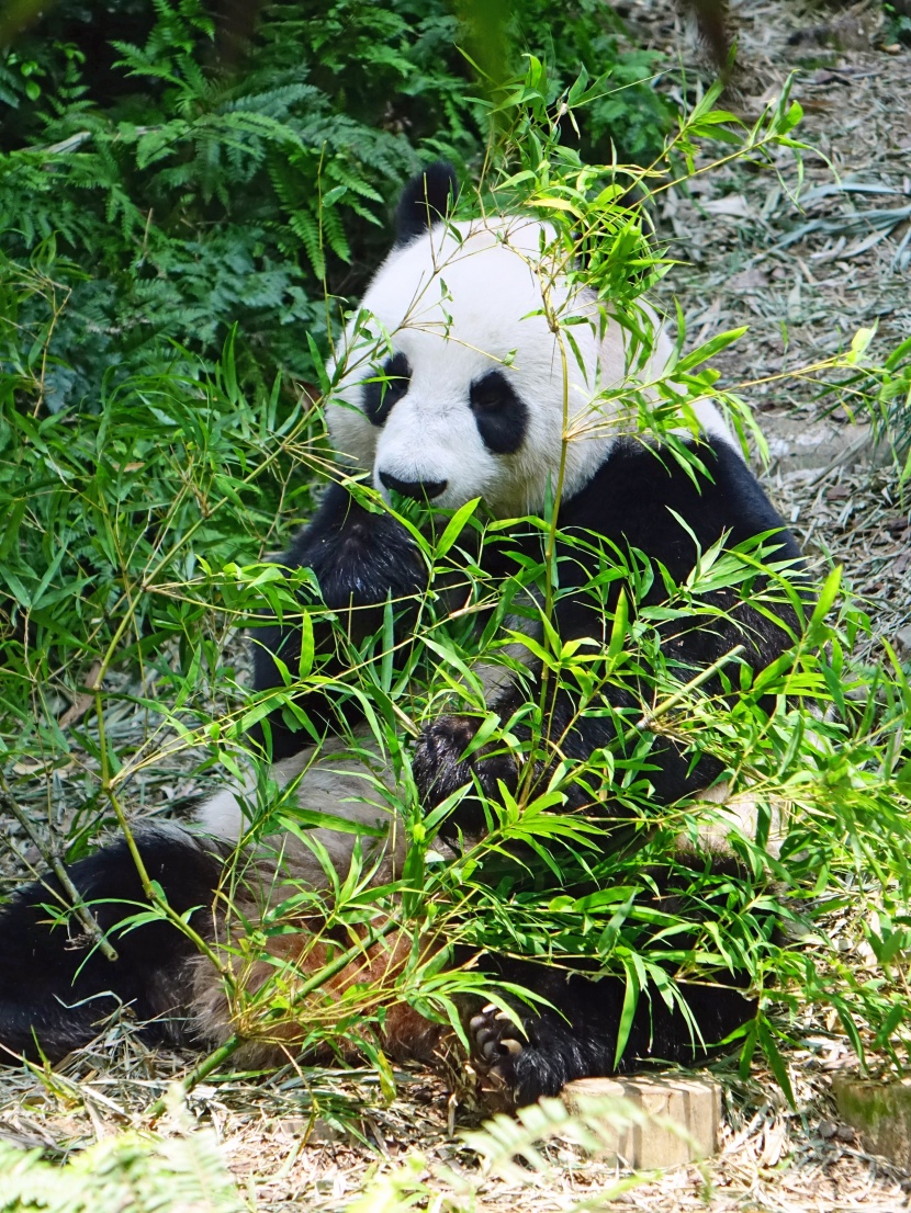 國寶大熊貓圖片