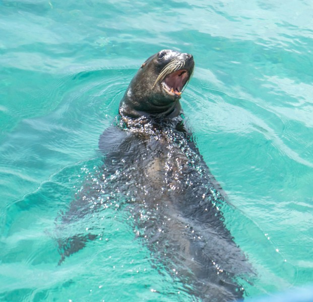 一隻可愛的海獅圖片