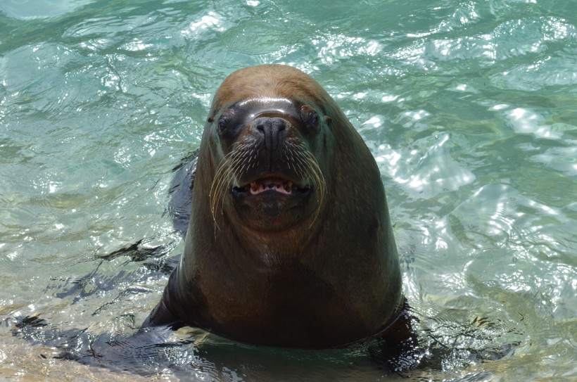 一隻可愛的海獅圖片