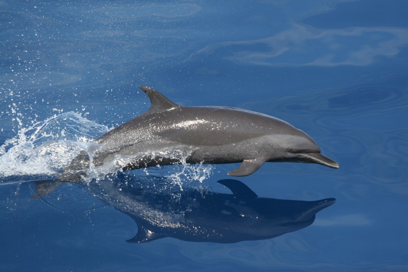 活潑可愛的海豚圖片 