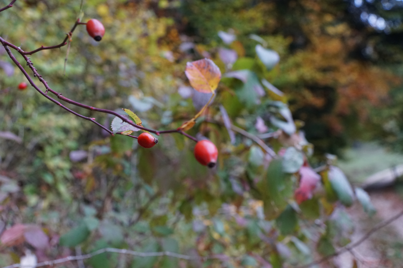 紅色野生的玫瑰果圖片