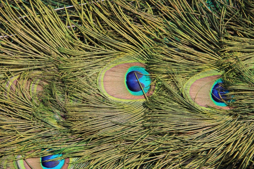 光鮮的孔雀羽毛圖片