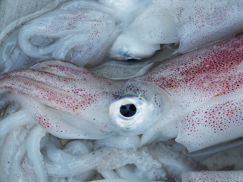 味道鮮美爽口的鱿魚圖片