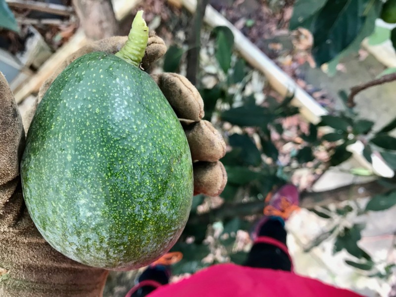 富含豐富營養綠色的牛油果圖片