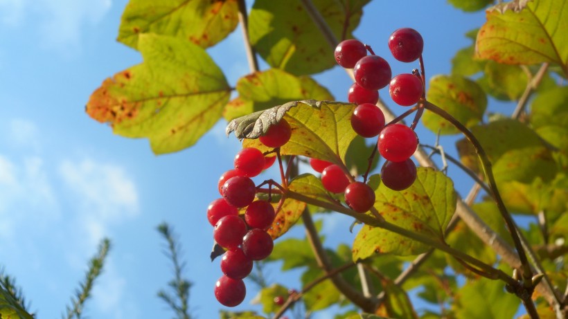 紅色的漿果圖片