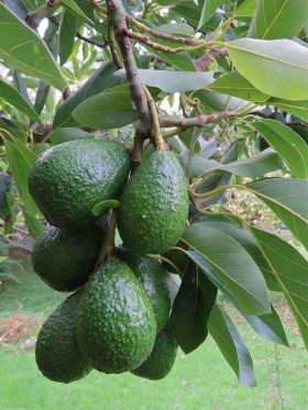 綠色營養牛油果圖片