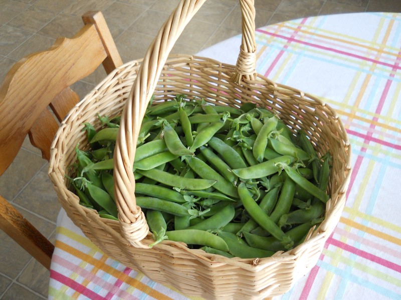 綠色營養的豌豆圖片