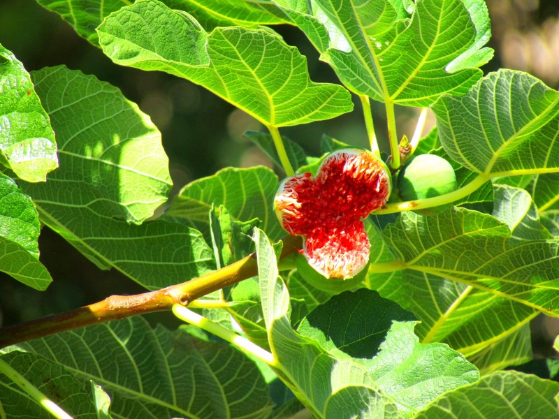 樹上未成熟的綠色無花果圖片