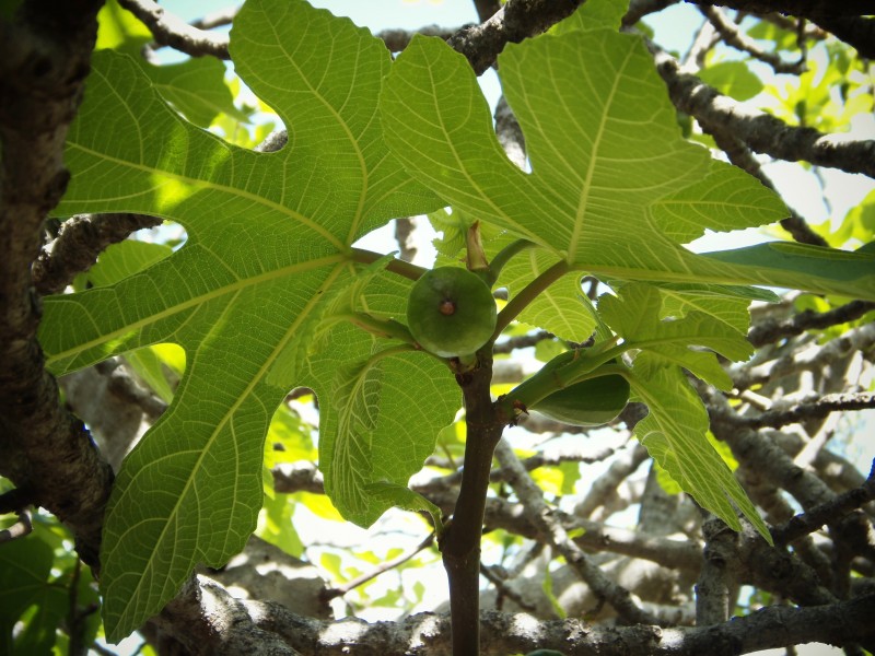 樹上未成熟的綠色無花果圖片