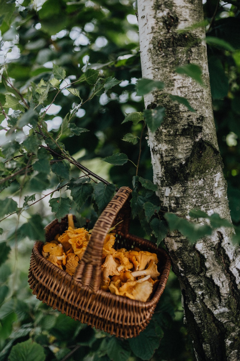 杏黃色的雞油菌圖片