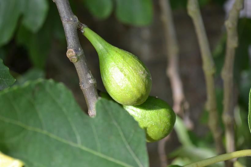 清甜可口營養的無花果圖片