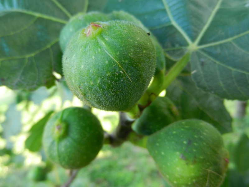 清甜可口營養的無花果圖片