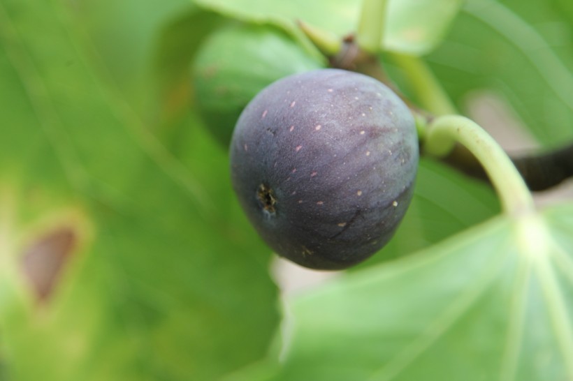 清甜可口營養的無花果圖片