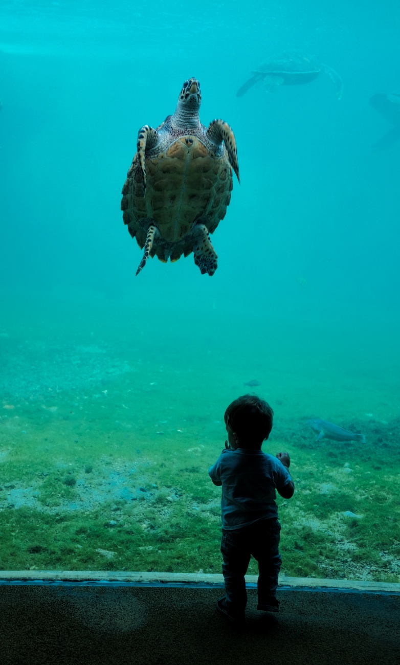 海裡的海龜圖片