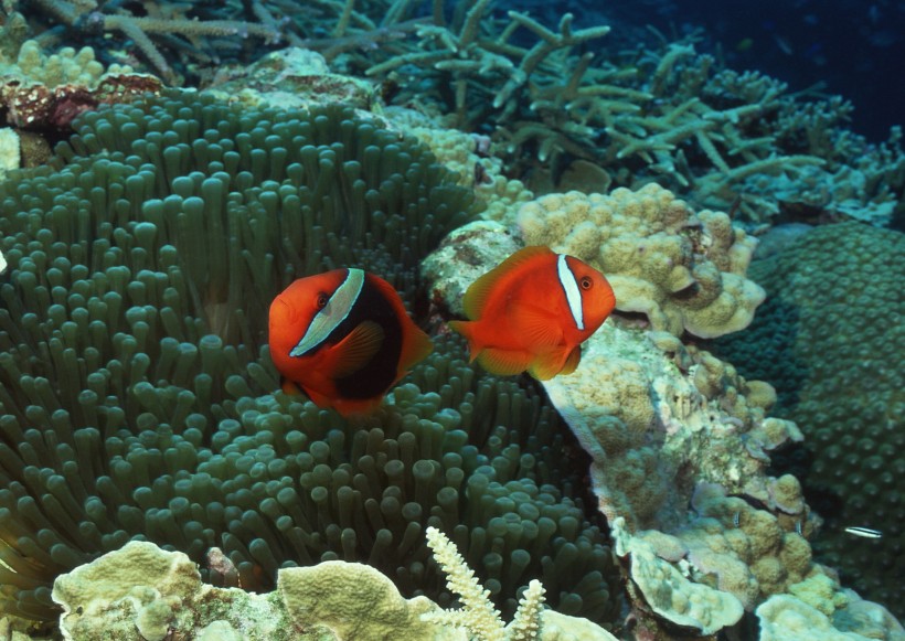 海洋動物圖片