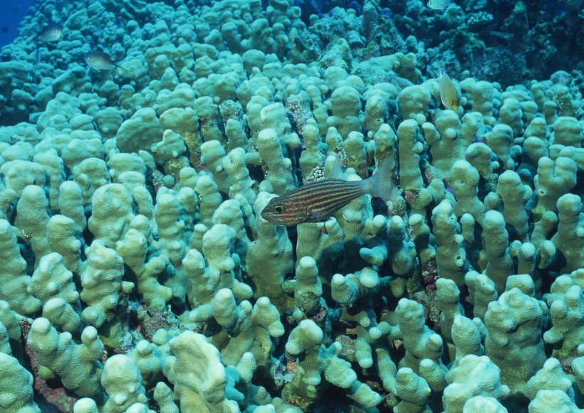 海洋動物圖片