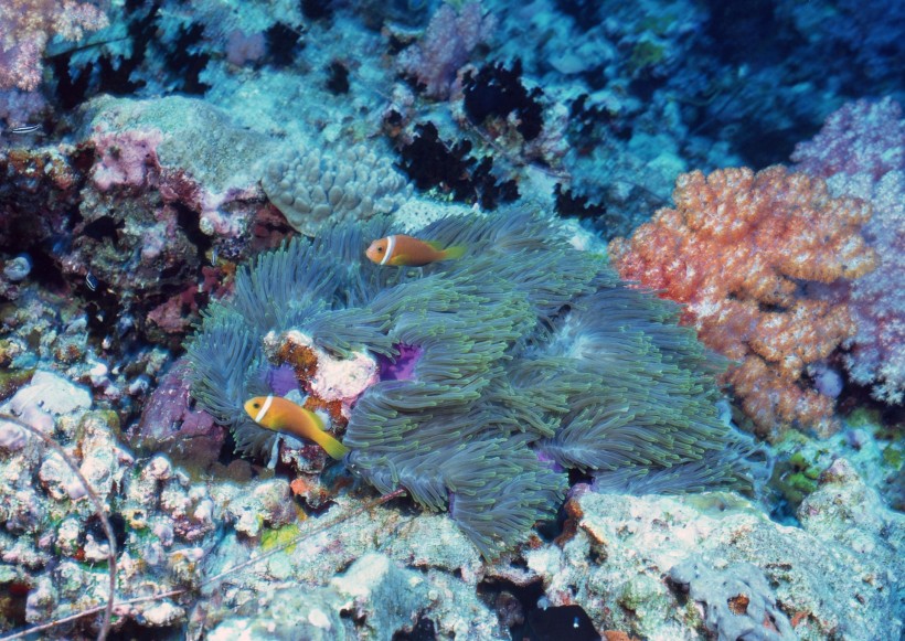 海洋動物圖片