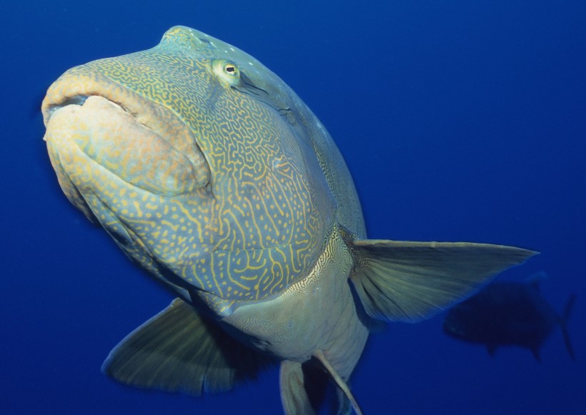 海洋動物圖片