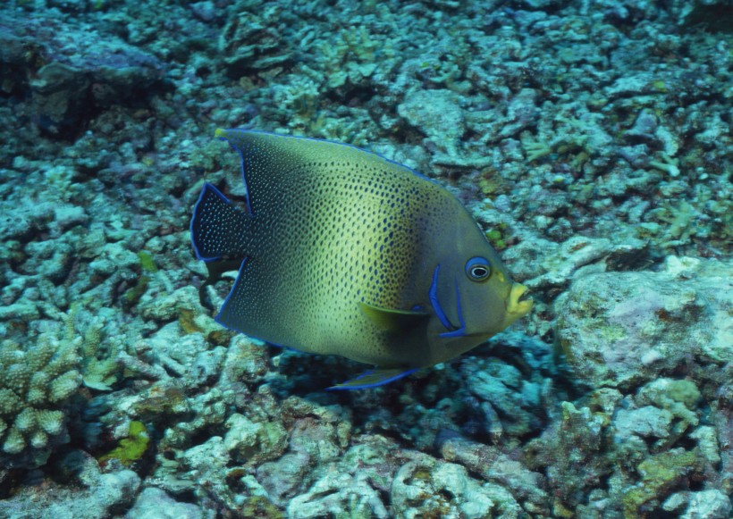 海洋動物圖片