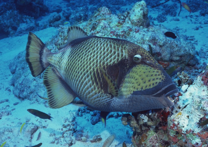 海洋動物圖片