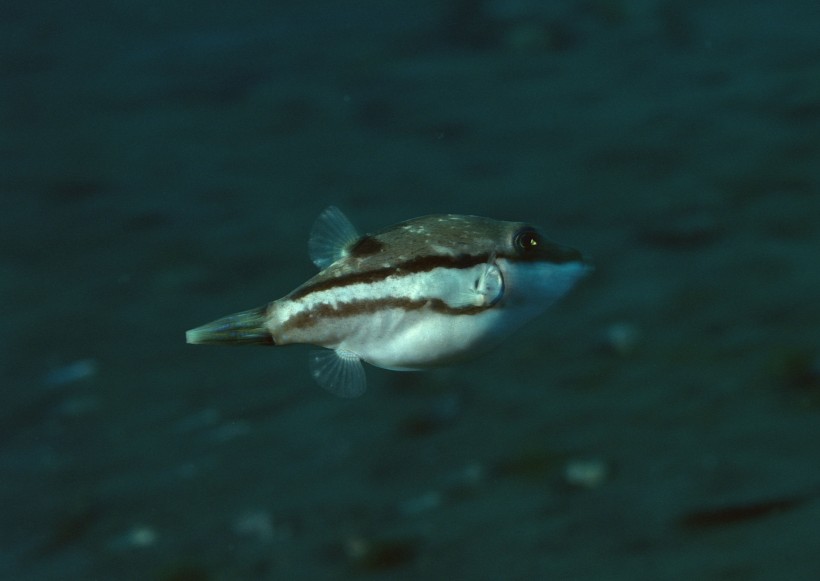 海洋動物圖片