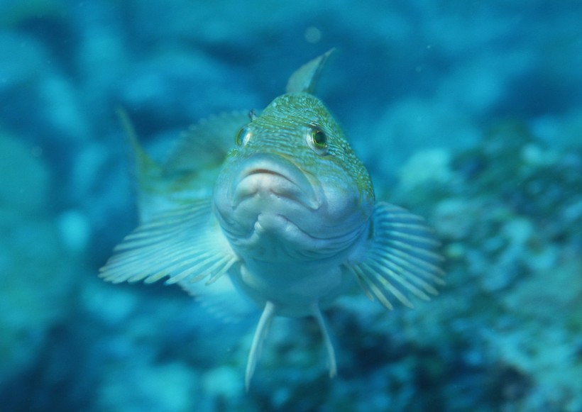 海洋動物圖片