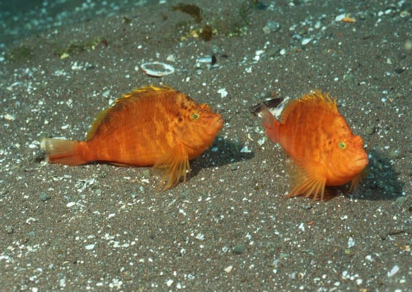 海洋動物圖片