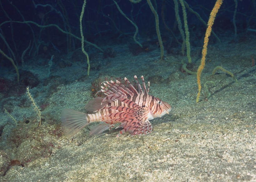 海洋動物圖片