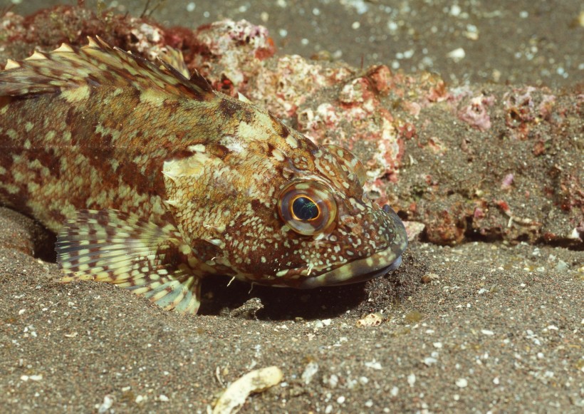 海洋動物圖片