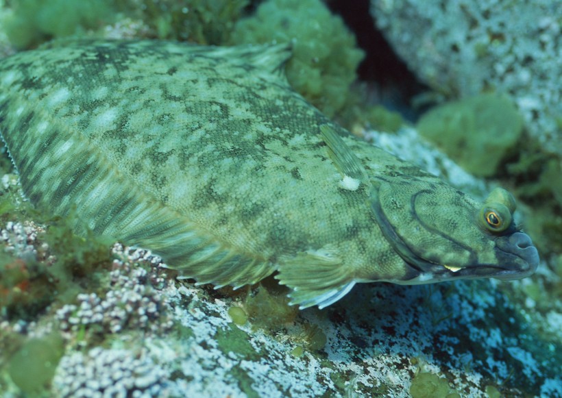 海洋動物圖片