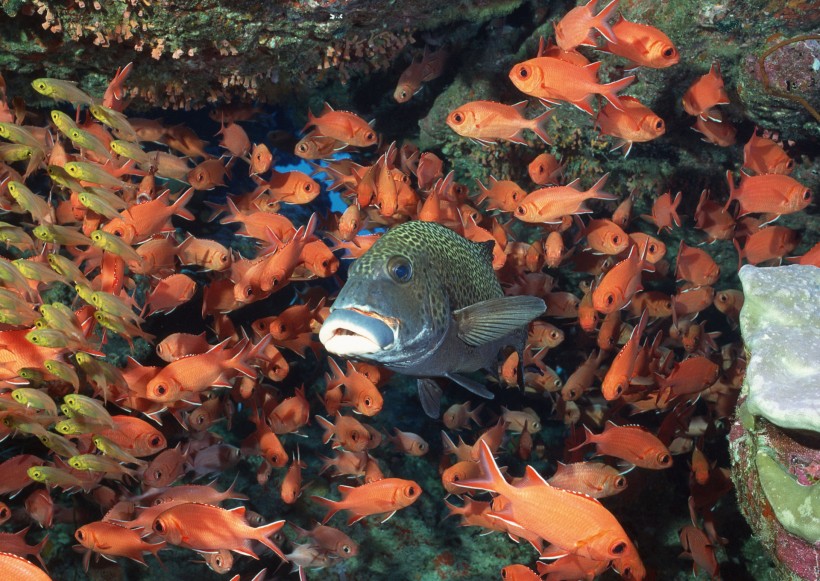 海洋動物圖片