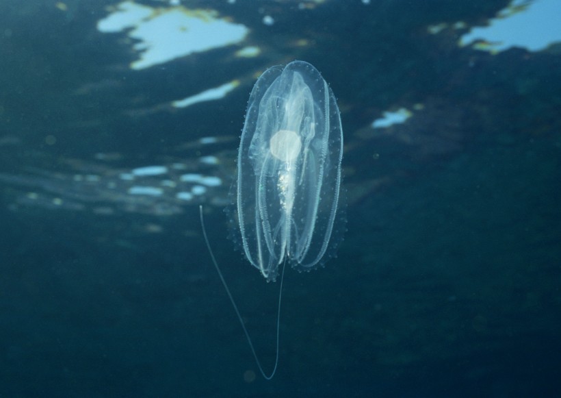 海洋動物圖片