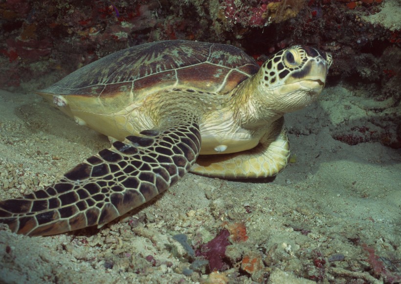 海洋動物圖片