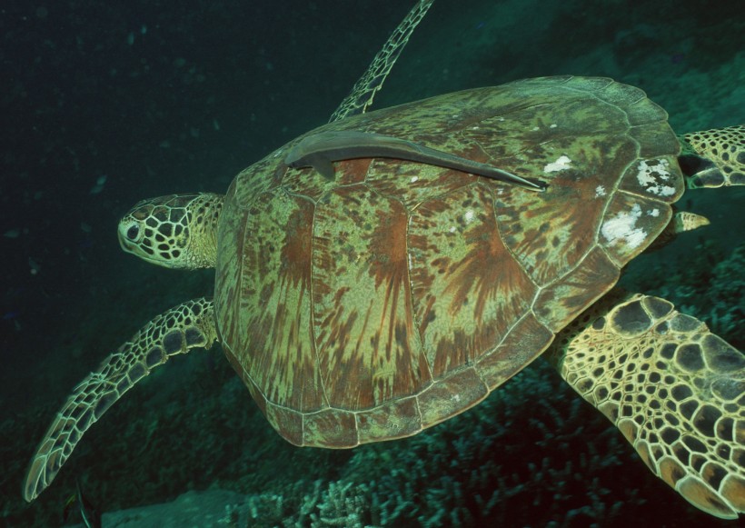 海洋動物圖片