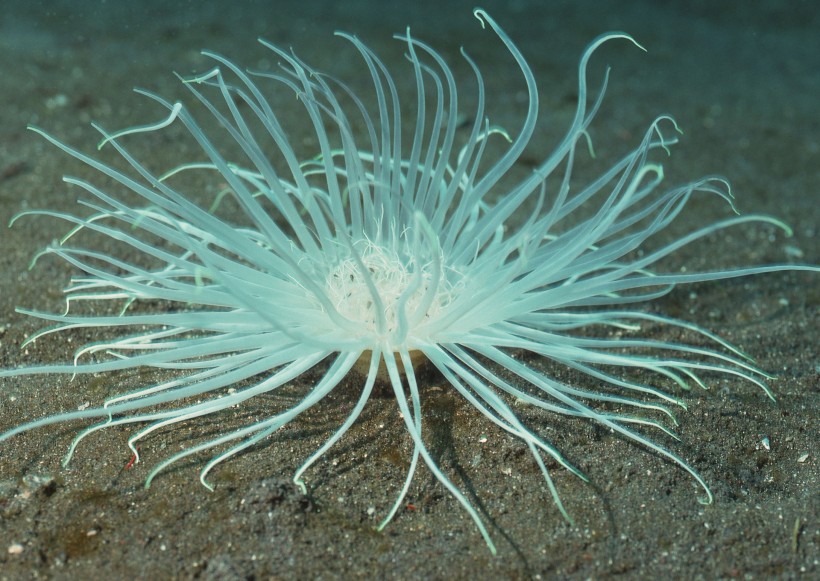 奇幻的海底生物圖片
