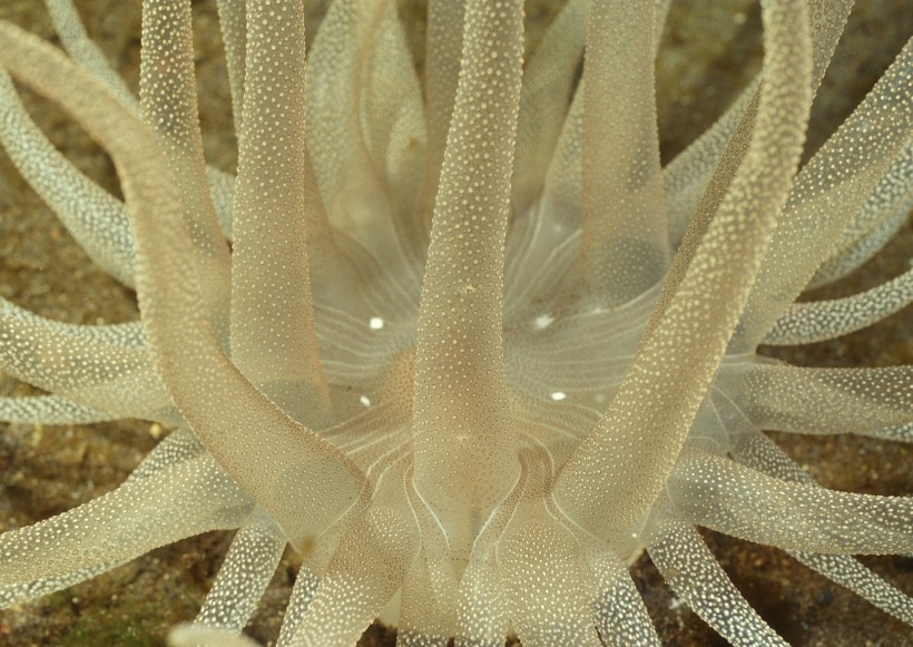 奇幻的海底生物圖片