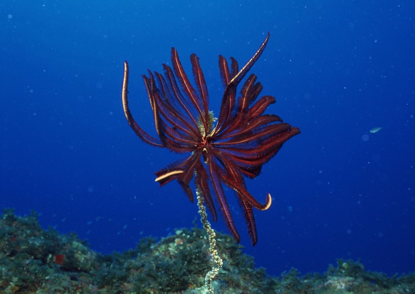 奇幻的海底生物圖片