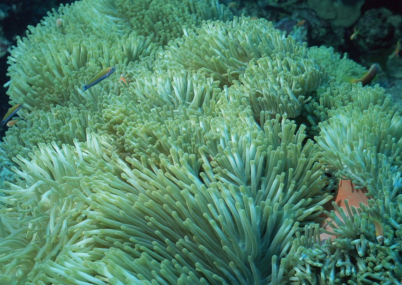 奇幻的海底生物圖片