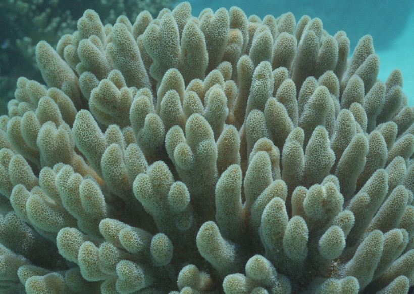 奇幻的海底生物圖片