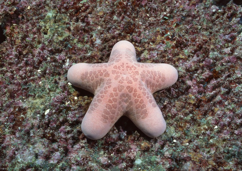 奇幻的海底生物圖片