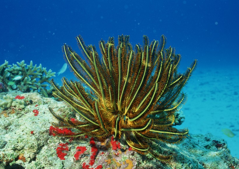 奇幻的海底生物圖片