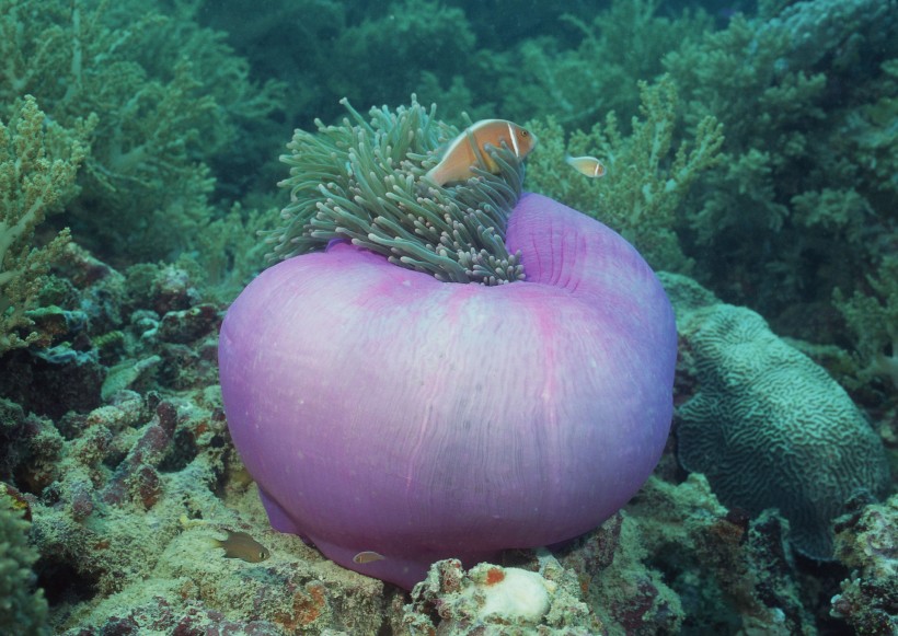 奇幻的海底生物圖片