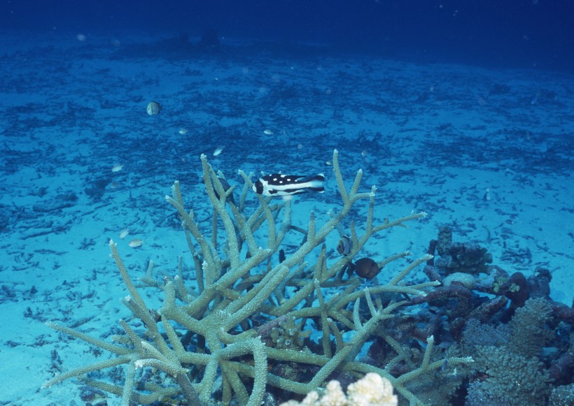 奇幻的海底生物圖片