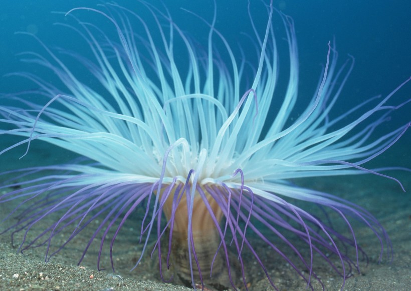 奇幻的海底生物圖片