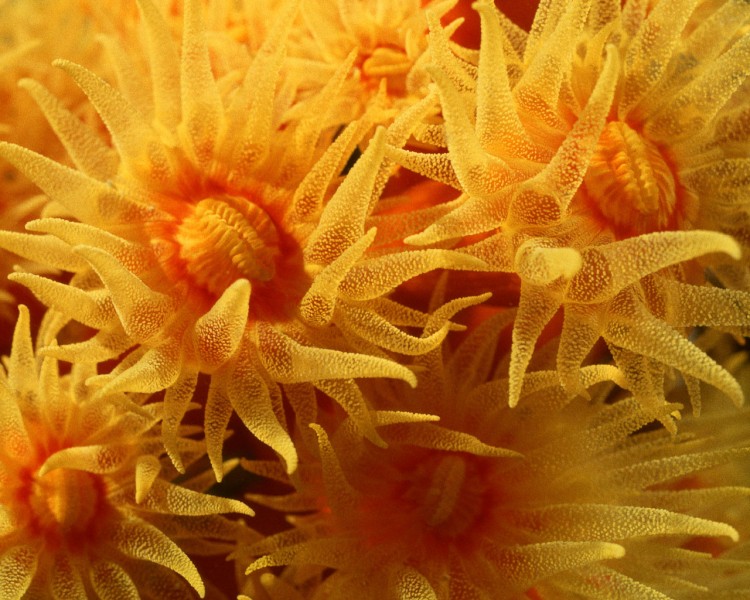 珊瑚海葵圖片