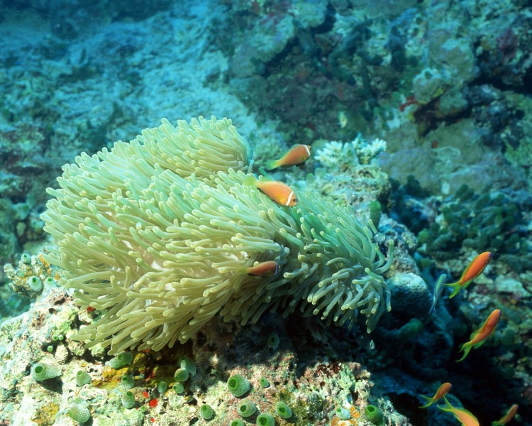 珊瑚海葵圖片