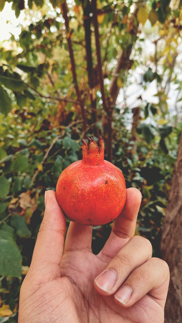 紅紅火火的美味石榴圖片